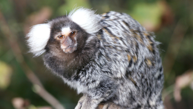 Illustration for article titled A Small Cocktail Hour Will Be Held At The Conclusion Of This List Of Adorable Marmosets